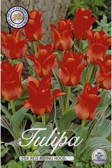 Tulip Rødhette 20-pakning